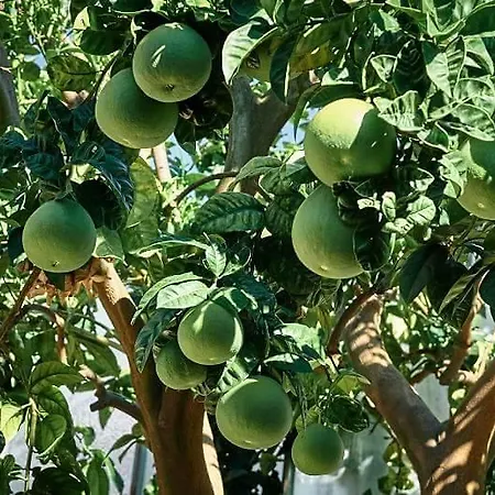 Al Nido Degli Aironi Gospodarstwo agroturystyczne San Remo