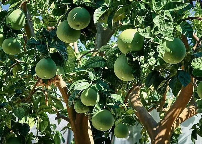 Al Nido Degli Aironi Farma Sanremo