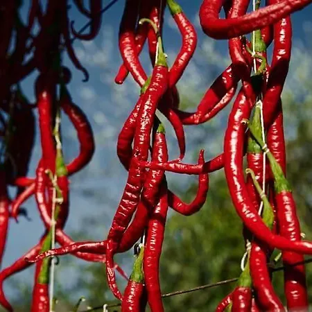 Al Nido Degli Aironi Çiftlik konaklama Sanremo